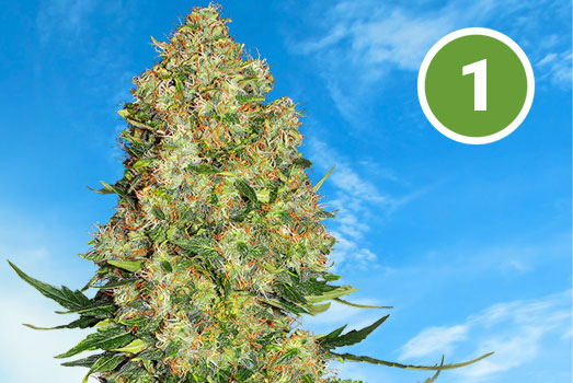 Nummer 1. Blue Dream van de Amerikaanse Westkust. Nummer 1. Blue Dream van de Amerikaanse Westkust.