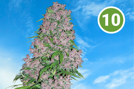 Nummer 10. Granddaddy Purple USA strain. Nummer 8. Candy Kush Amerikaans.