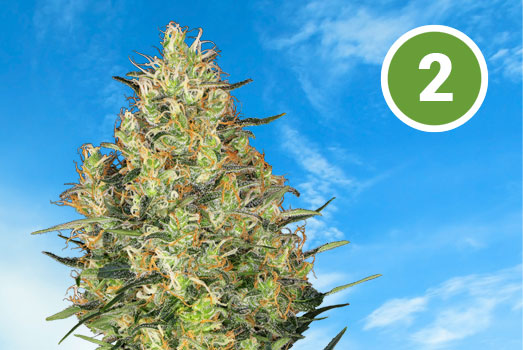 Nummer 2. Gorilla Glue met hoog THC gehalte. Nummer 2. Gorilla Glue met hoog THC gehalte.
