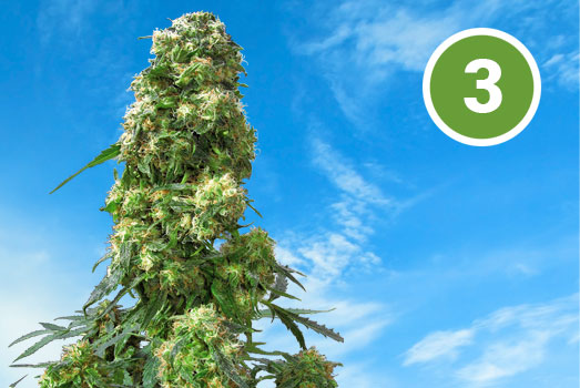 Nummer 3. OG Kush uit Florida. Nummer 3. OG Kush uit Florida.