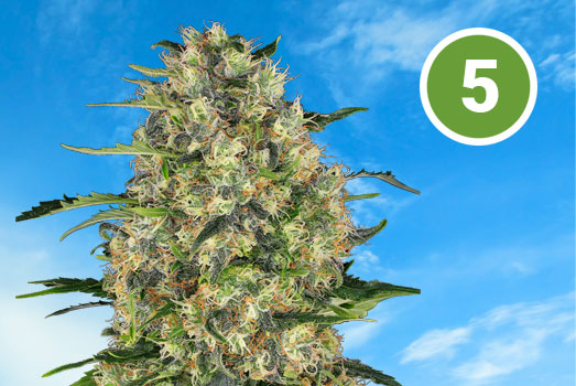 Nummer 5. Girl Scout Cookies uit de USA. Nummer 5. Girl Scout Cookies uit de USA.