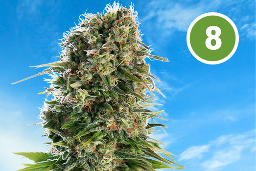 Nummer 8. Candy Kush Amerikaans. Nummer 8. Candy Kush Amerikaans.