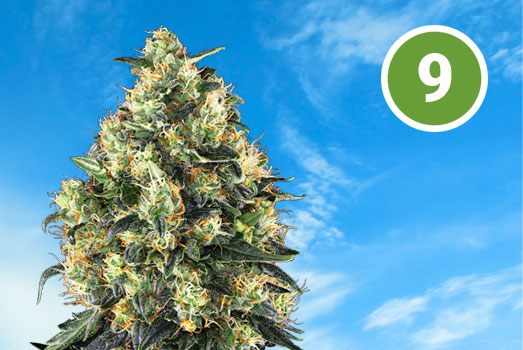 Nummer 9. Sour Diesel medicinaal. Nummer 9. Sour Diesel medicinaal.