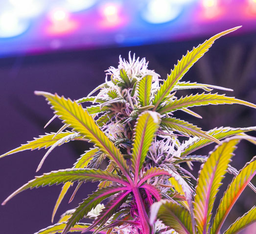 COB-LED panelen. COB-LED panelen.