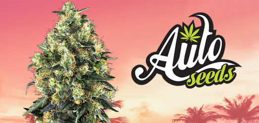 Candy Kush Autoflower van Auto Seeds Candy Kush Autoflower van Auto Seeds