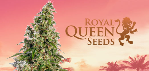 Candy Kush Express van Royal Queen Seeds Candy Kush Express van Royal Queen Seeds