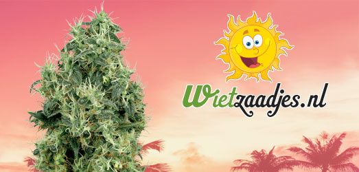 Candy Kush van het Huismerk van Wietzaadjes.nl. Candy Kush van het Huismerk van Wietzaadjes.nl.