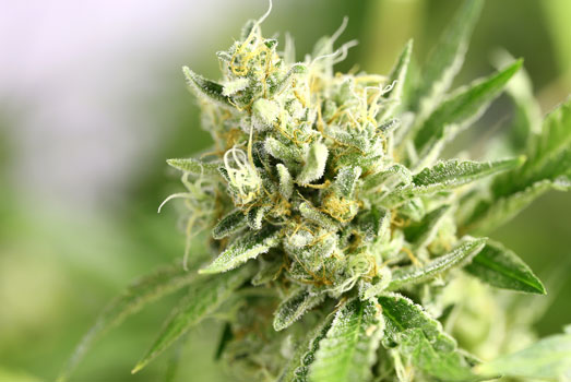 AkGun CBD: Nummer 1 cannabis met laag THC gehalte AkGun CBD: Nummer 1 cannabis met laag THC gehalte