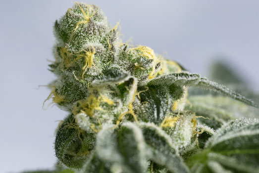 Yummy: Nummer 10 cannabis met laag THC gehalte Yummy: Nummer 10 cannabis met laag THC gehalte
