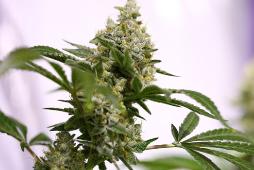 Arjan’s Haze #3: Nummer 2 cannabis met laag THC gehalte Arjan’s Haze #3: Nummer 2 cannabis met laag THC gehalte