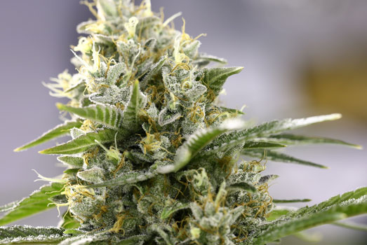 Brainstorm: Nummer 3 cannabis met laag THC gehalte Brainstorm: Nummer 3 cannabis met laag THC gehalte