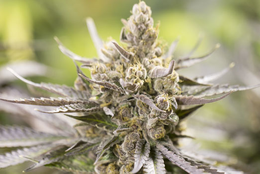 California Hash Plant: Nummer 4 cannabis met laag THC gehalte California Hash Plant: Nummer 4 cannabis met laag THC gehalte