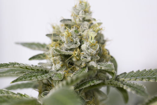 Cannabis Light: Nummer 5 cannabis met laag THC gehalte Cannabis Light: Nummer 5 cannabis met laag THC gehalte