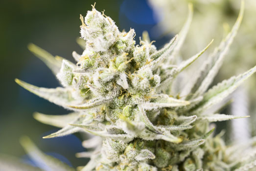 Euphoria: Nummer 6 cannabis met laag THC gehalte Euphoria: Nummer 6 cannabis met laag THC gehalte