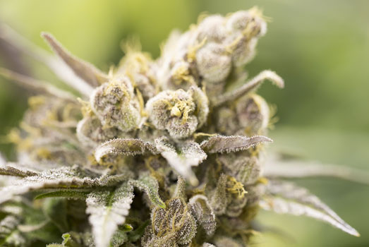 Honey Bells: Nummer 7 cannabis met laag THC gehalte Honey Bells: Nummer 7 cannabis met laag THC gehalte