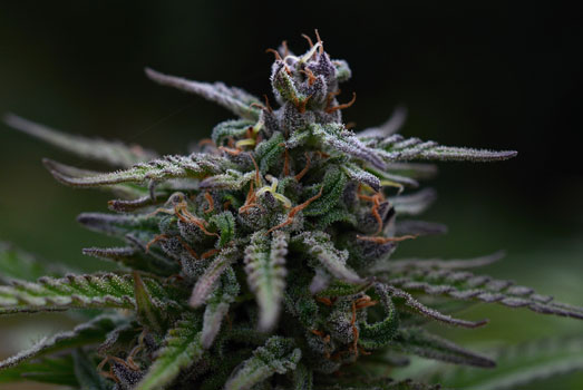 Sweet Purple: Nummer 8 cannabis met laag THC gehalte Sweet Purple: Nummer 8 cannabis met laag THC gehalte
