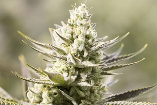 CBD Oil Maker: Nummer 9 cannabis met laag THC gehalte CBD Oil Maker: Nummer 9 cannabis met laag THC gehalte
