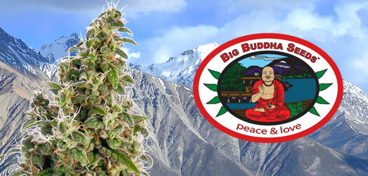 Hindu Cream van Big Buddha Seeds Hindu Cream van Big Buddha Seeds
