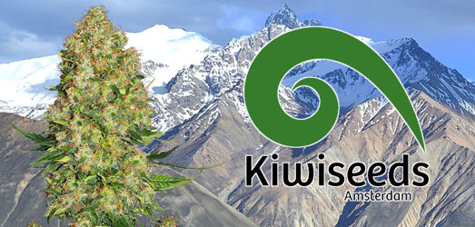 Hindu Kush van Kiwi Seeds. Hindu Kush van Kiwi Seeds.