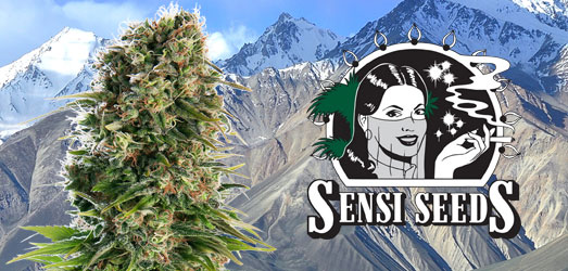 Hindu Kush van Sensi Seeds. Hindu Kush van Sensi Seeds.