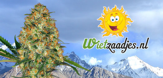 Hindu Kush Auto van het huismerk van Wietzaadjes.nl Hindu Kush Auto van het huismerk van Wietzaadjes.nl