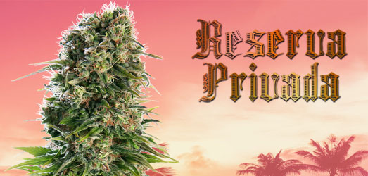 Kandy Kush van Reserva Privida Kandy Kush van Reserva Privida