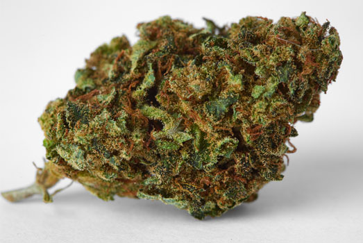 Nummer 4. California Hash Plant – Dinafem Nummer 4. California Hash Plant – Dinafem