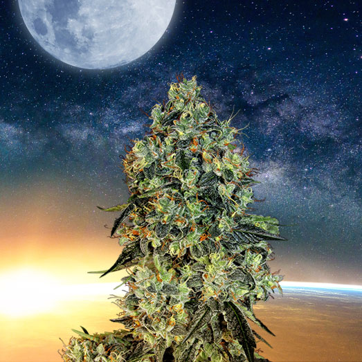 Ontdek onze OG Kush wietsoorten om zelf Moonrocks mee te maken. Ontdek onze OG Kush wietsoorten om zelf Moonrocks mee te maken.