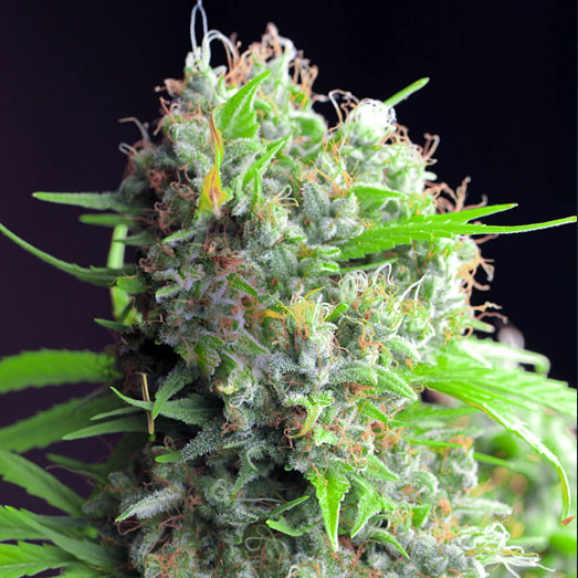 Afghan Skunk zorgt voor een gelukkig, lui en hongerig gevoel. Afghan Skunk zorgt voor een gelukkig, lui en hongerig gevoel.
