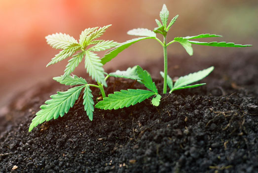 De AK47 is een cannabis soort die je zowel binnen als buiten kunt kweken. De AK47 cannabis soort is zowel geschikt om binnen als buiten te kweken.