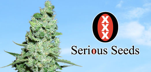 Bekijk de originele AK-47 van Serious Seeds De originele AK-47 van Serious Seeds