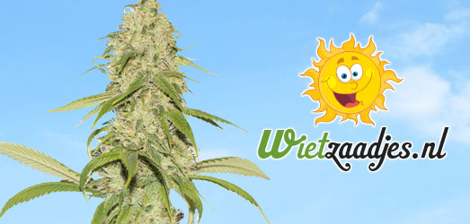 Bekijk onze autoflower AK47 Huismerk variant. AKGun Auto is onze autoflowering Huismerk variant van de AK-47.
