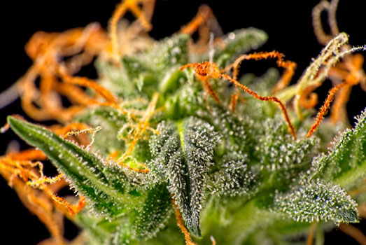 Amberkleurige trichomen voor een lichamelijk stoned gevoel. Amberkleurige trichomen voor een lichamelijk stoned gevoel.