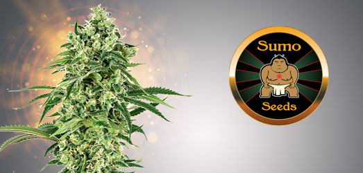 Amnesia Ganja Haze van Sumo Seeds. Amnesia Ganja Haze van Sumo Seeds.