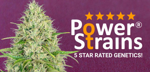 Amnesia Haze van het merk PowerStrains Amnesia Haze van PowerStrains