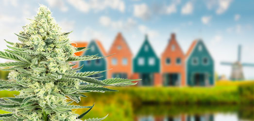 Amnesia wietplant met Volendam op de achtergrond Amnesia wietplant met Volendam op de achtergrond