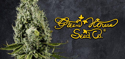 Arjan’s Haze van het merk Green House Seeds Arjan’s Haze van Green House Seeds