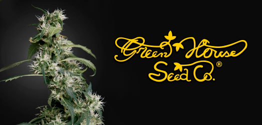 Arjan’s Ultra Haze #2 van het merk Green House Seeds Arjan’s Haze van Green House Seeds