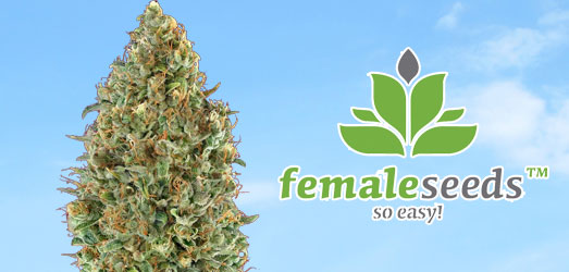 Bekijk de Auto AK van Female Seeds De Auto AK van Female Seeds
