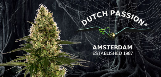 Auto White Widow van Dutch Passion Seeds. Auto White Widow van Dutch Passion.