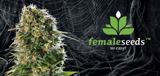 Auto White Widow X Big Bud van Female Seeds. Auto White Widow X Big Bud van Female Seeds.