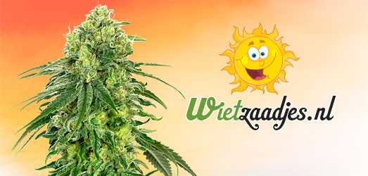 Banana Punch van Wietzaadjes.nl. Banana Punch van Wietzaadjes.nl.