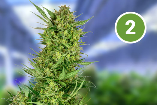 Amnesia: Nummer 2 Autoflower wietsoort Amnesia: Nummer 2 Autoflower wietsoort