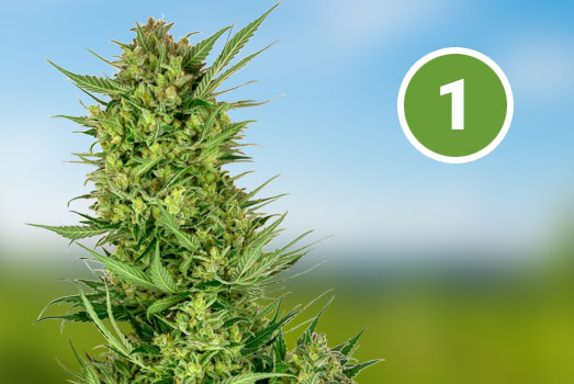 Amnesia Haze: Nummer 1 Feminized wietsoort Amnesia Haze: Nummer 1 Feminized wietsoort
