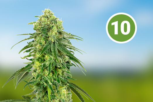 Jack Herer: Nummer 10 Feminized wietsoort Jack Herer: Nummer 10 Feminized wietsoort
