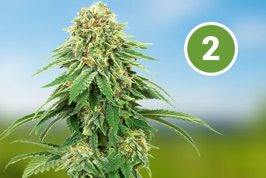 Afghan Skunk: Nummer 2 Feminized wietsoort Afghan Skunk: Nummer 2 Feminized wietsoort