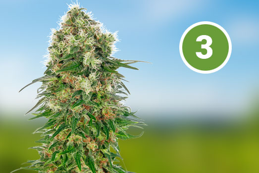 Amnesia: Nummer 3 Feminized wietsoort Amnesia: Nummer 3 Feminized wietsoort