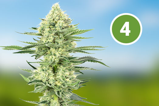 Gorilla Glue: Nummer 4 Feminized wietsoort Gorilla Glue: Nummer 4 Feminized wietsoort