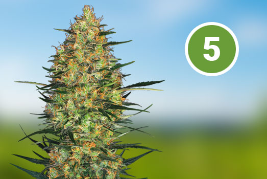 Banana Punch: Nummer 5 Feminized wietsoort Banana Punch: Nummer 5 Feminized wietsoort