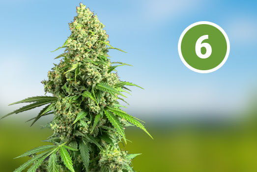 Bubble Gumball: Nummer 6 Feminized wietsoort Bubble Gumball: Nummer 6 Feminized wietsoort
